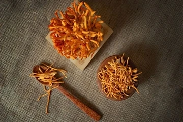 4 Cordyceps Militaris Cordycepin의 응용 전망