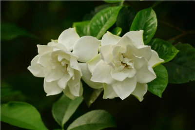 Gardenoside의 용도에 대한 간략한 분석